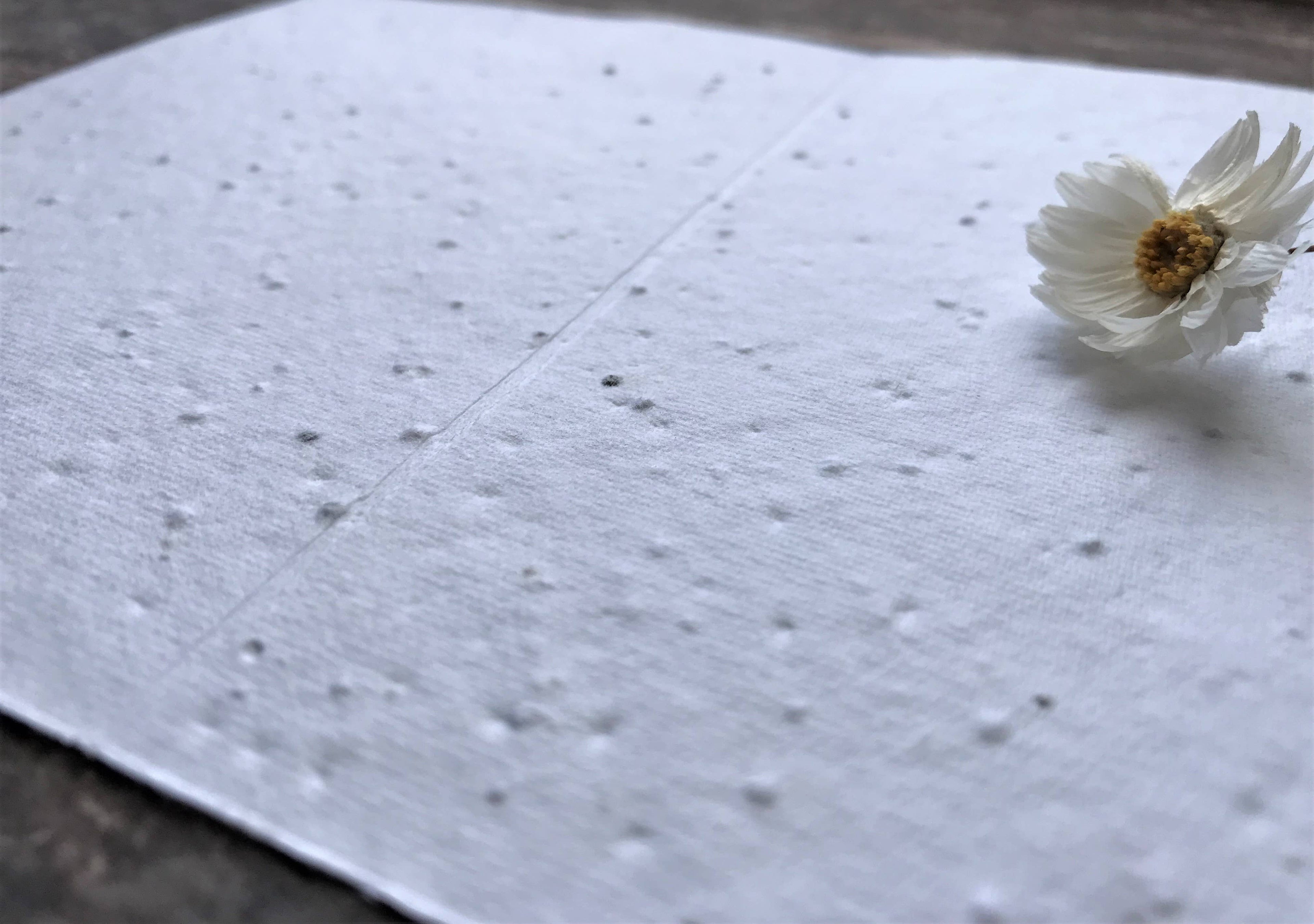Plantable Seed Paper Birthday Card, Blank Inside
